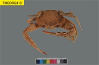 藏品(武士蟳)的圖片